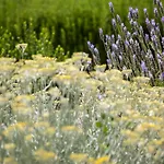 Volicija * 马卡尔斯卡