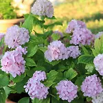 Volicija 别墅 马卡尔斯卡