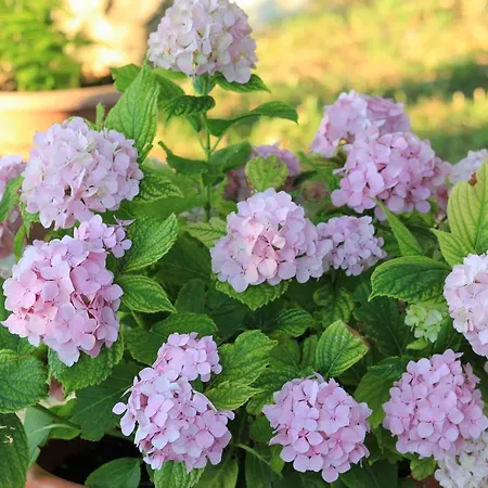 Volicija Vila Makarska