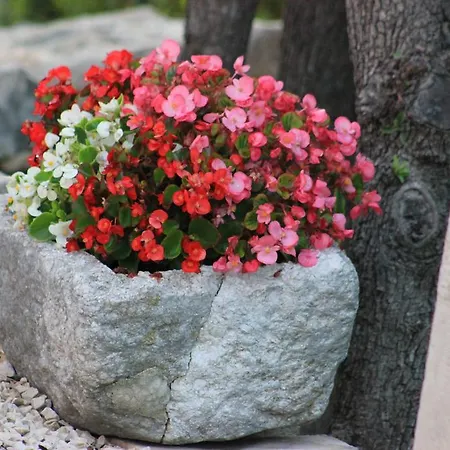 Volicija فيلة ماكارسكا