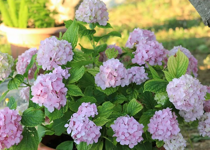 Volicija Villa Makarska